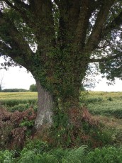 Arbres jumeaux