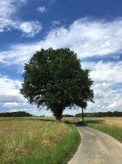 Arbre seul