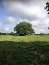 Arbre