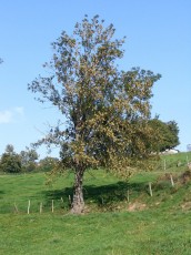 CIMG8931.JPG