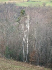 CIMG9455.JPG