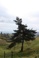 IMG_8172.jpg