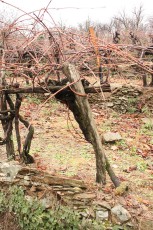 IMG_4703.jpg