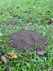 turrialba-7.jpg