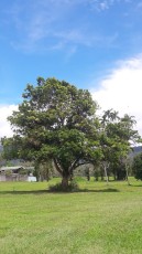 turrialba.jpg