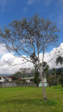 turrialba.jpg