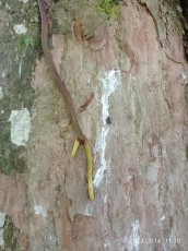 turrialba-8.jpg