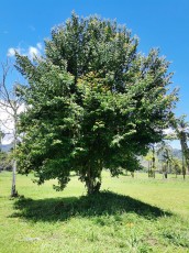turrialba-12.jpg
