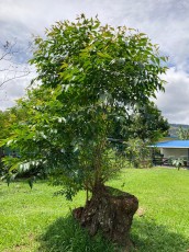 turrialba-40.jpg