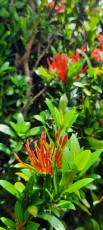 turrialba-8.jpg