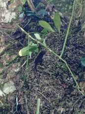 turrialba-17.jpg