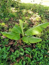 turrialba-31.jpg