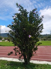 turrialba-26.jpg