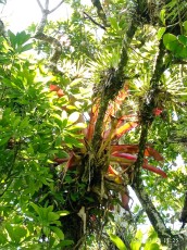 turrialba-19.jpg