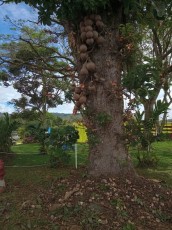 turrialba.jpg
