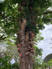 turrialba-3.jpg