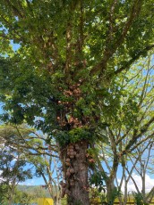turrialba-5.jpg
