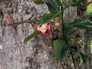 turrialba-8.jpg