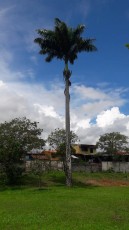 turrialba.jpg