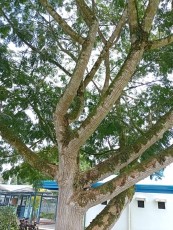 turrialba-9.jpg