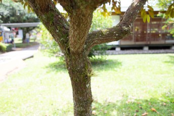 turrialba-11.jpg